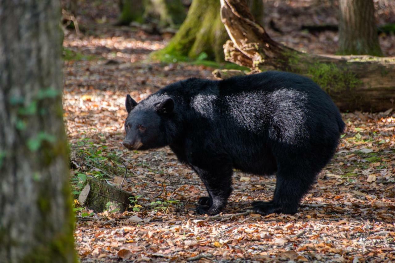 Two Bears